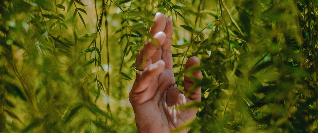Nahaufnahme einer Hand mit goldenem Ring am Ringfinger, die herunterhängende gefiederte, lanzettliche Blätter leicht berührt oder sich zwischen diesen bewegt