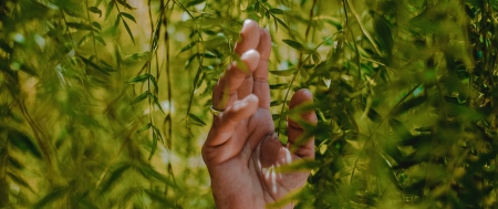 Nahaufnahme einer Hand mit goldenem Ring am Ringfinger, die herunterhängende gefiederte, lanzettliche Blätter leicht berührt oder sich zwischen diesen bewegt